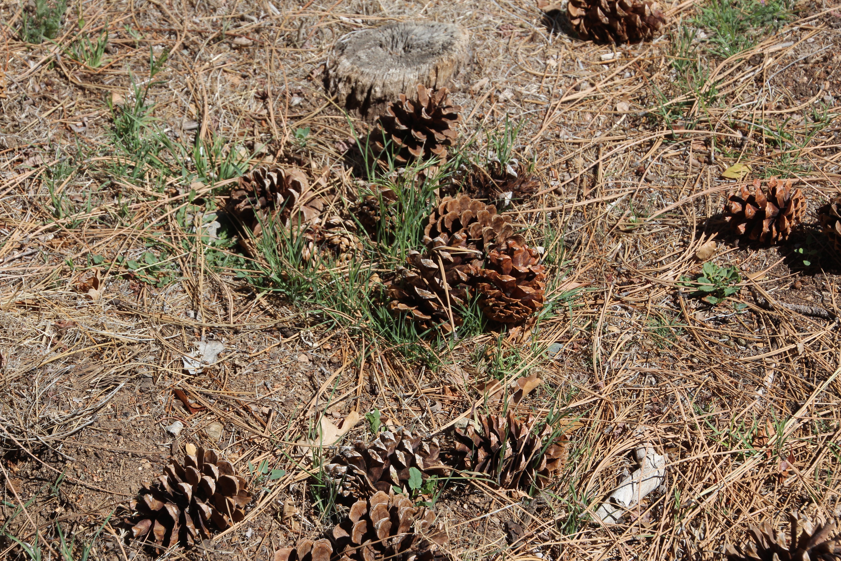 In the Yard in Prescott, az